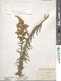 Solidago canadensis image