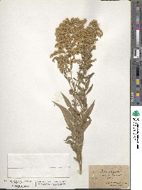 Solidago canadensis image