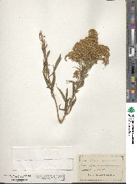 Solidago canadensis image