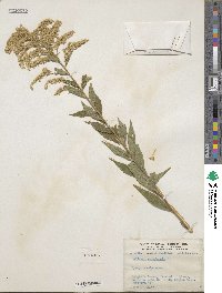 Solidago canadensis image