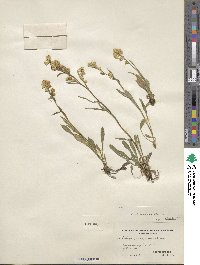 Solidago glutinosa image