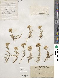 Solidago multiradiata image