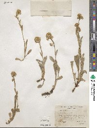 Solidago multiradiata image