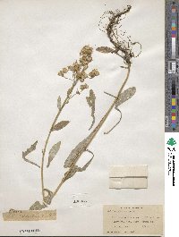 Solidago multiradiata image