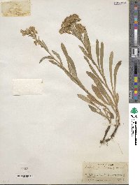 Solidago multiradiata image