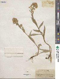 Solidago multiradiata image