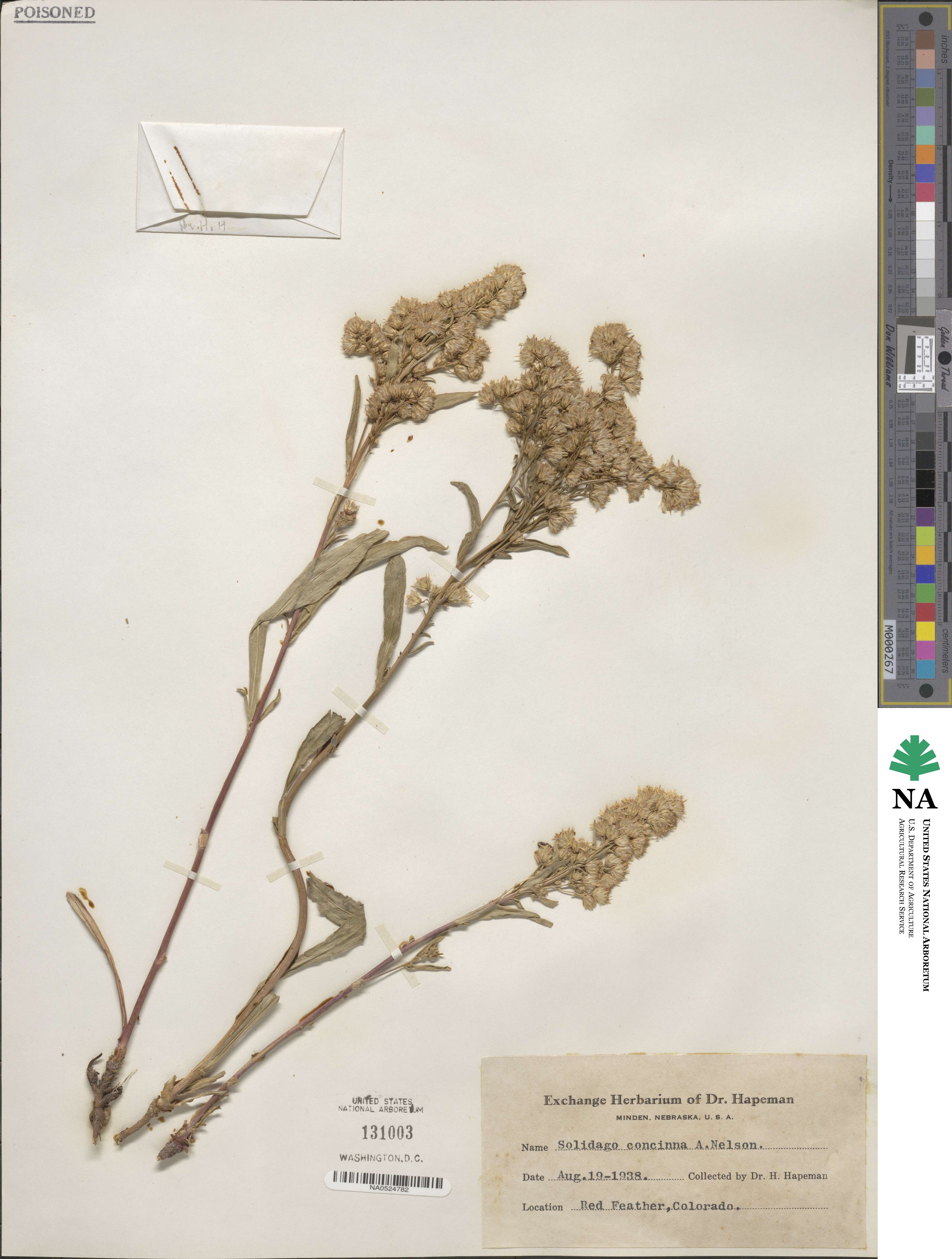 Solidago missouriensis image