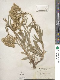 Solidago missouriensis image