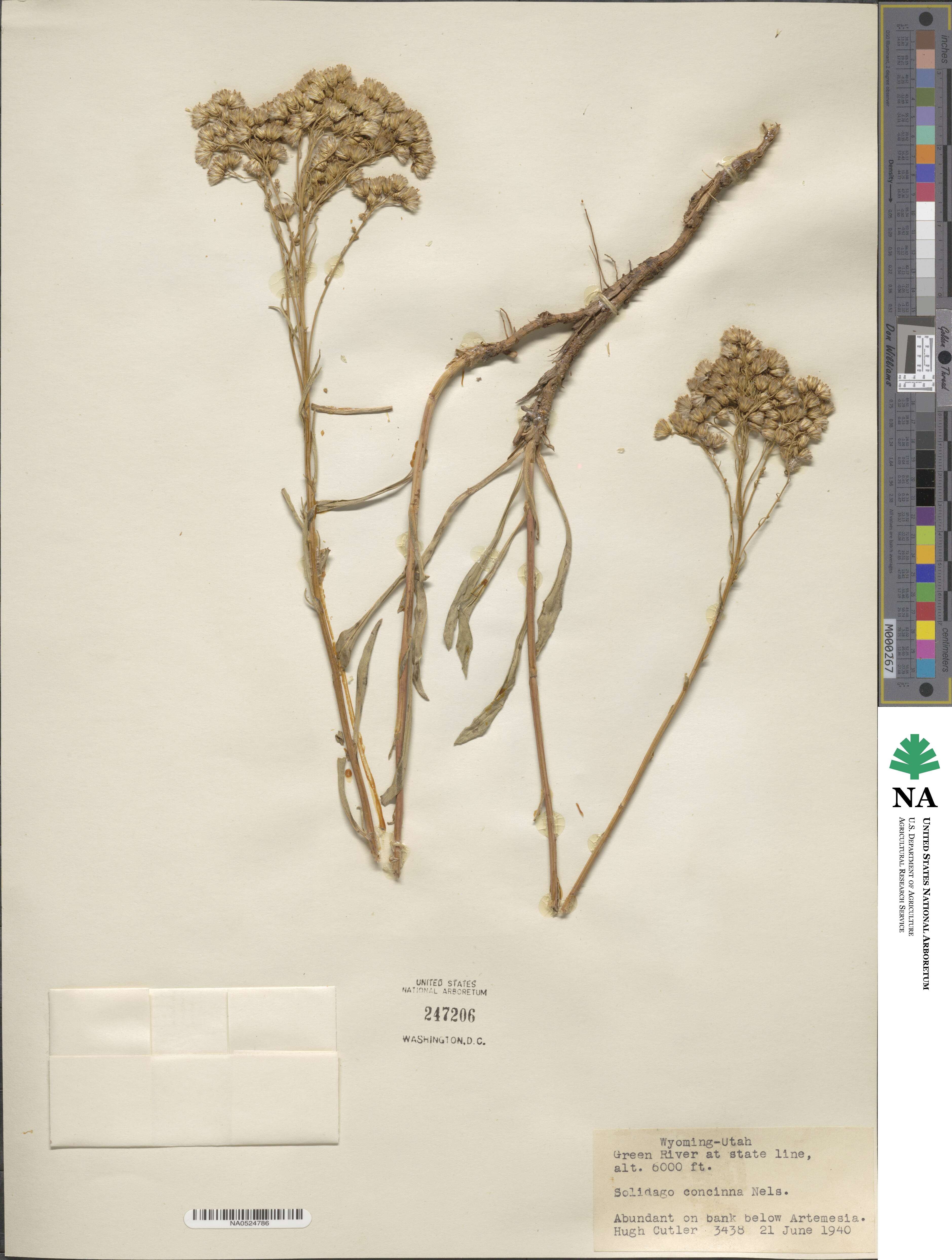 Solidago missouriensis image