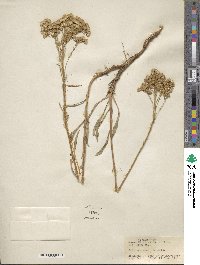 Solidago missouriensis image