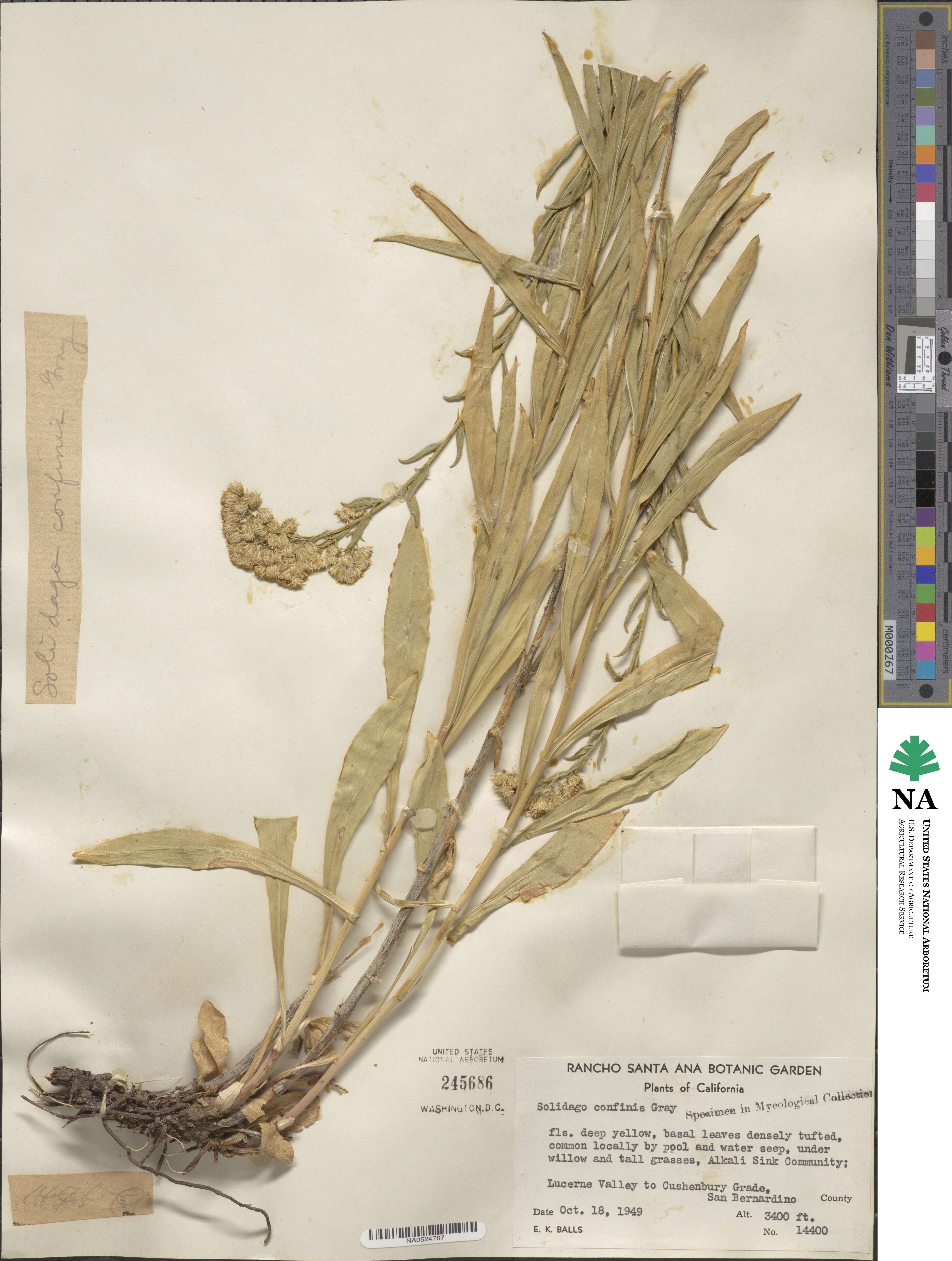 Solidago confinis image