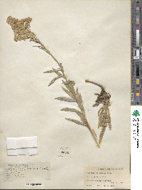 Solidago missouriensis image