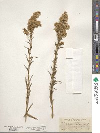 Solidago confinis image