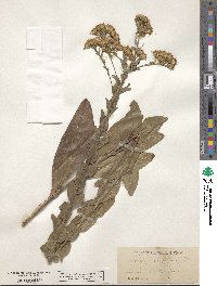 Solidago corymbosa image