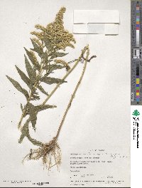 Solidago lepida image