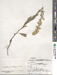 Solidago lepida image