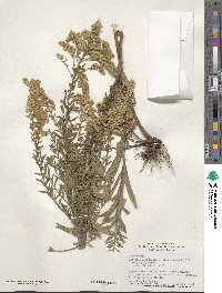 Solidago altissima image