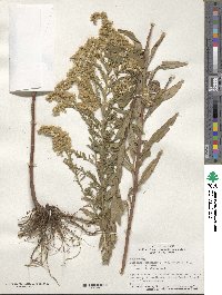 Solidago altissima image