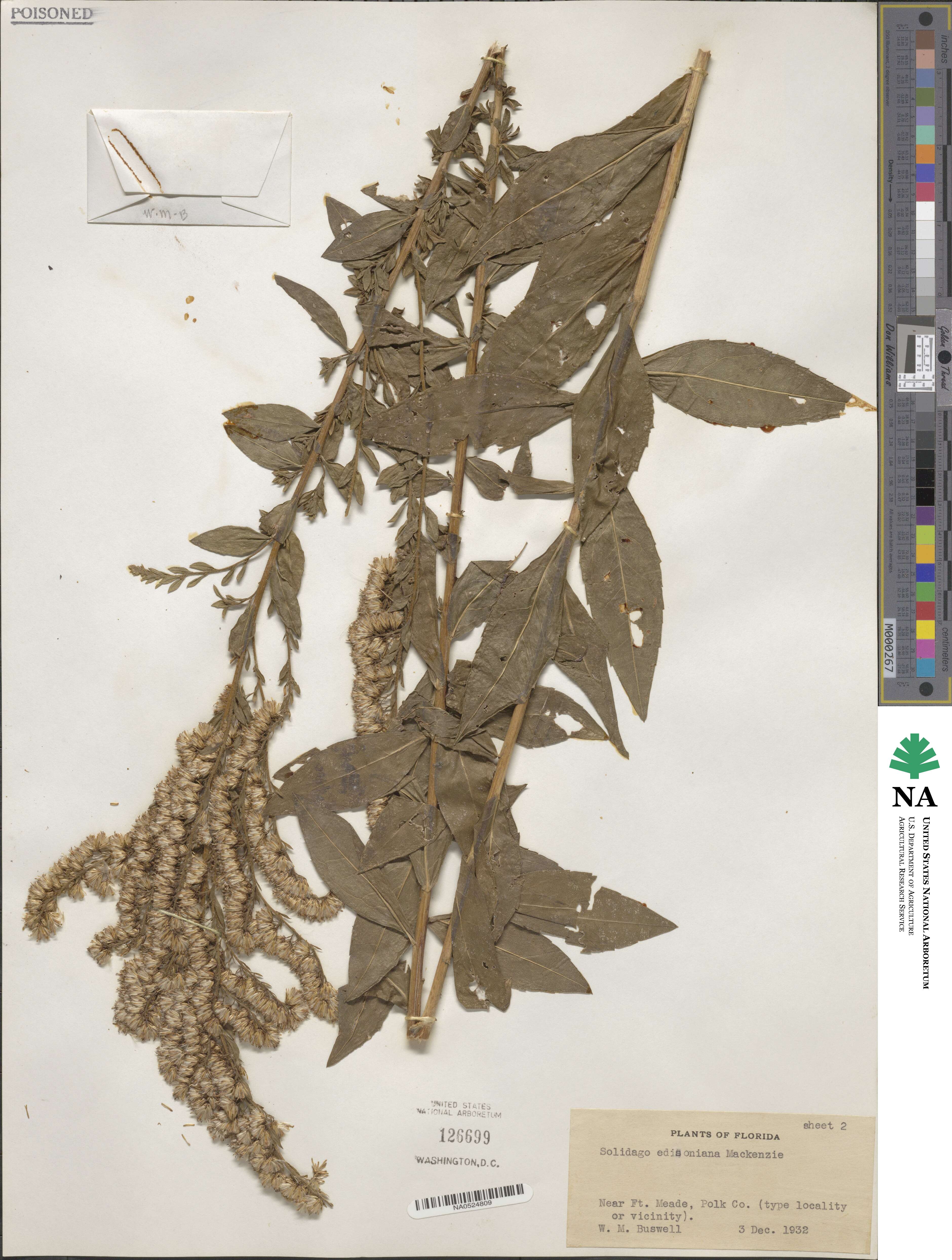 Solidago latissimifolia image