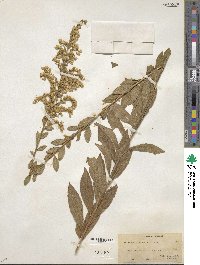 Solidago latissimifolia image