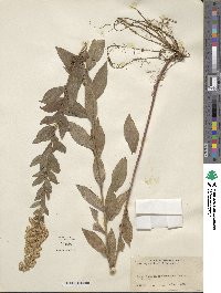 Solidago latissimifolia image