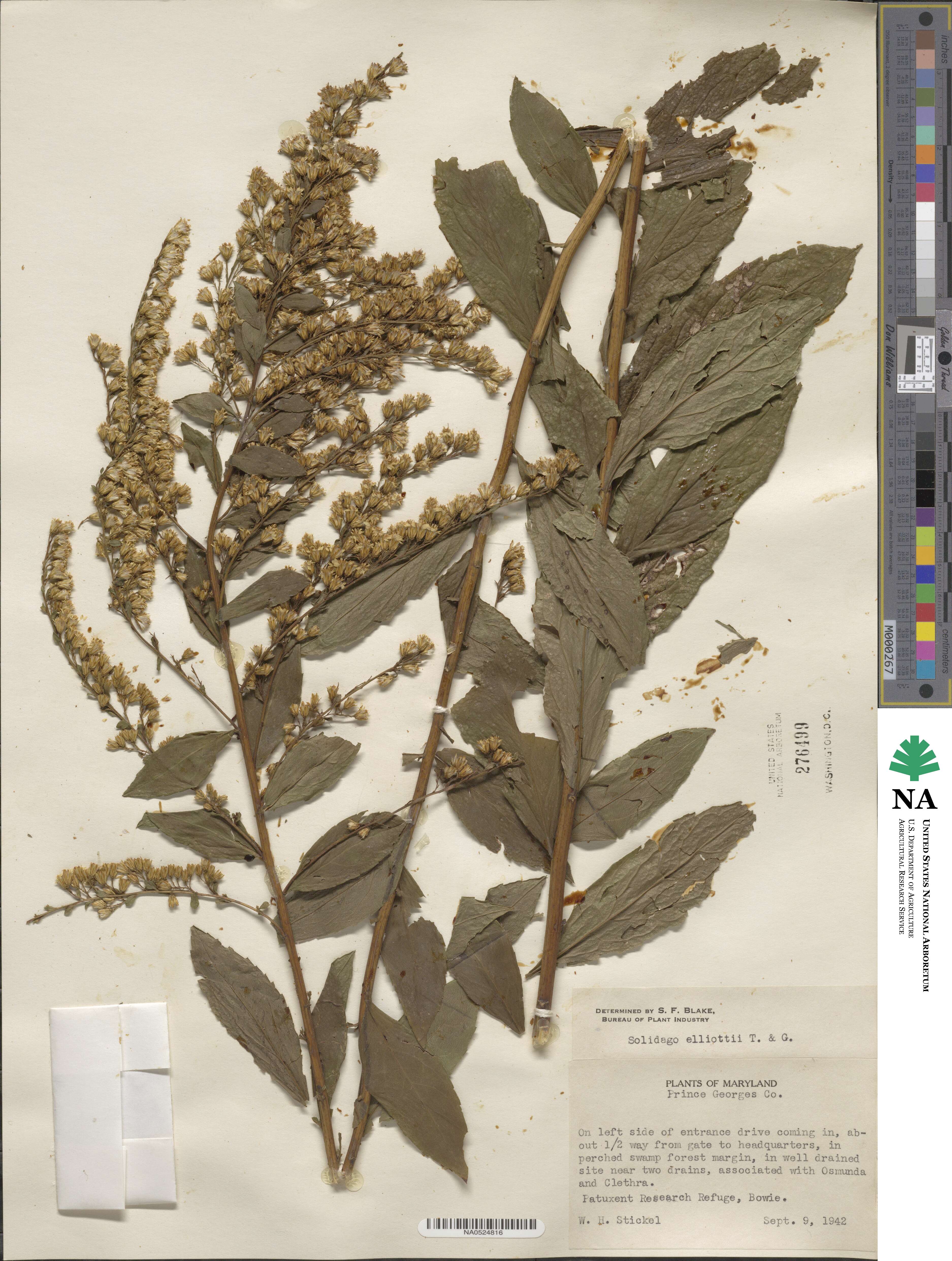 Solidago latissimifolia image