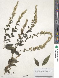 Solidago latissimifolia image