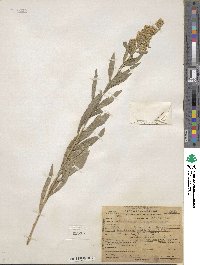 Solidago elongata image