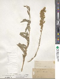 Solidago elongata image