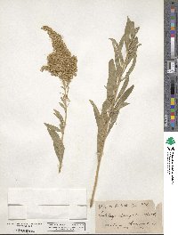 Solidago elongata image