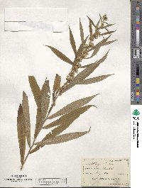 Solidago curtisii image