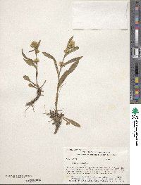 Solidago leiocarpa image