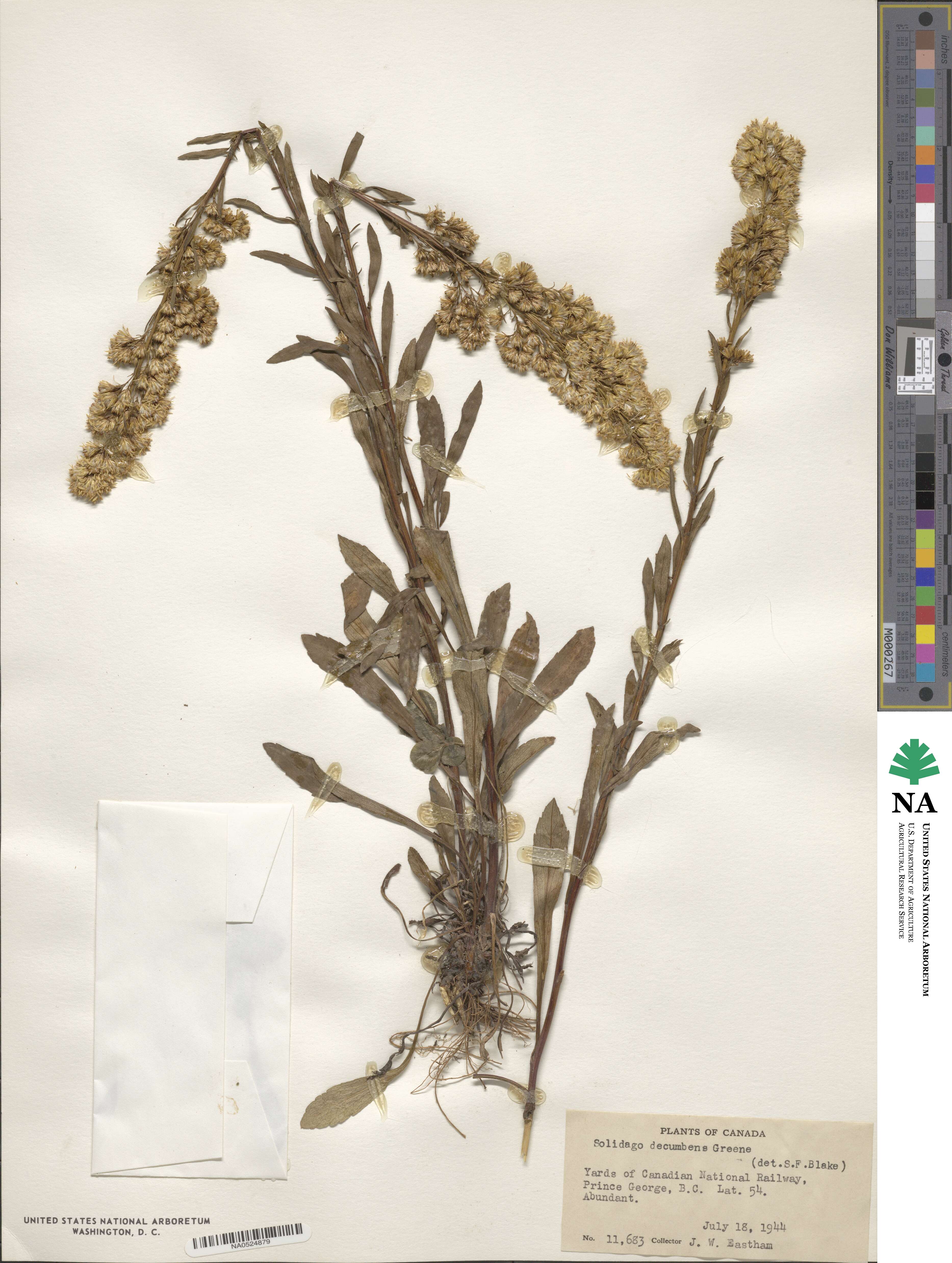 Solidago glutinosa image