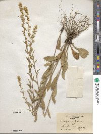 Solidago erecta image