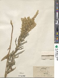 Solidago elongata image