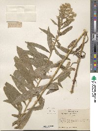 Solidago elongata image