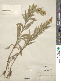 Solidago elongata image