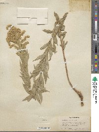 Solidago elongata image