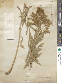 Solidago elongata image