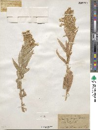 Solidago elongata image