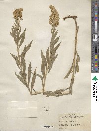 Solidago elongata image