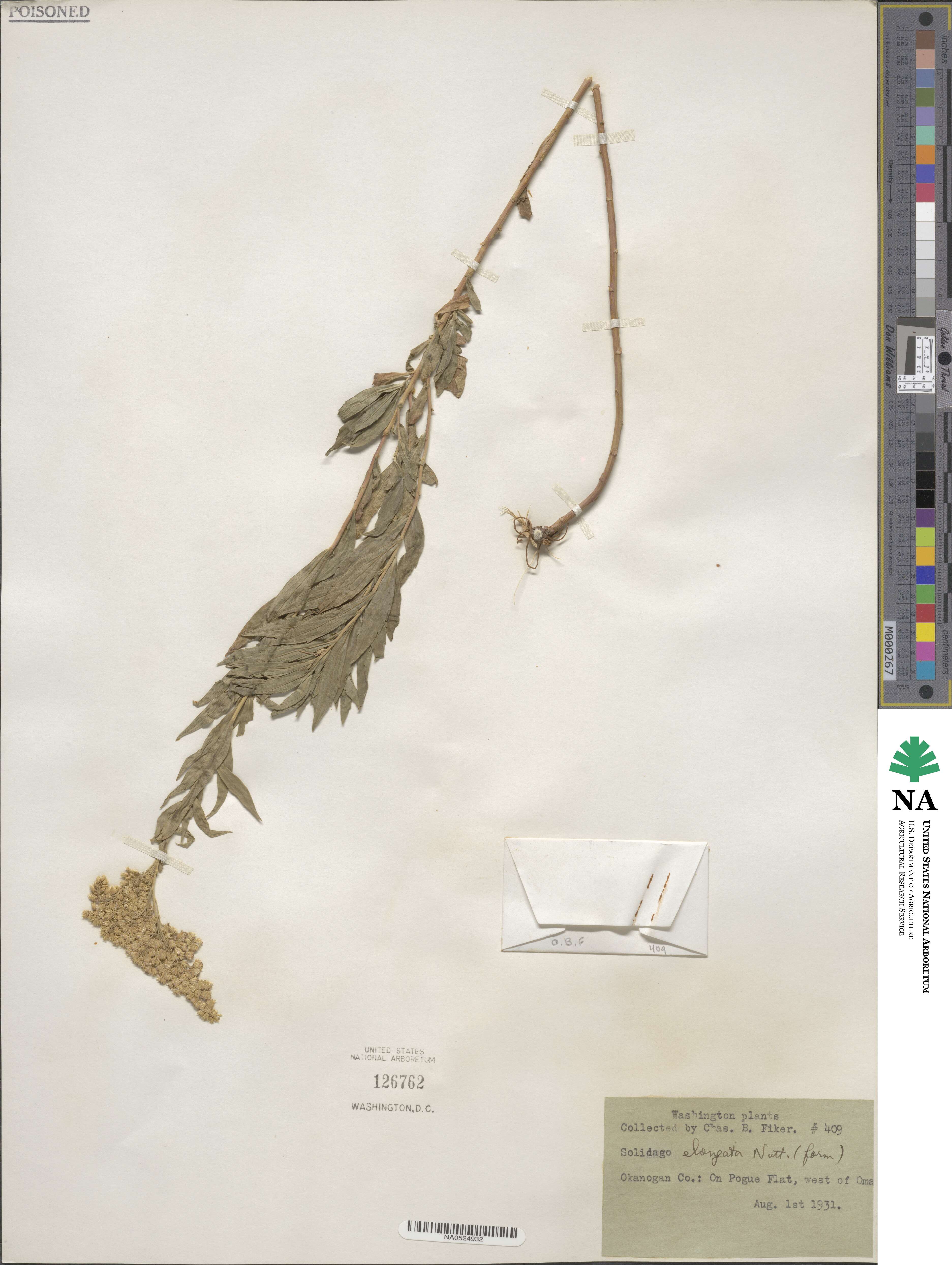 Solidago elongata image