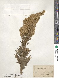 Solidago elongata image