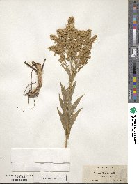 Solidago elongata image