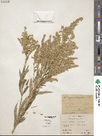 Solidago elongata image