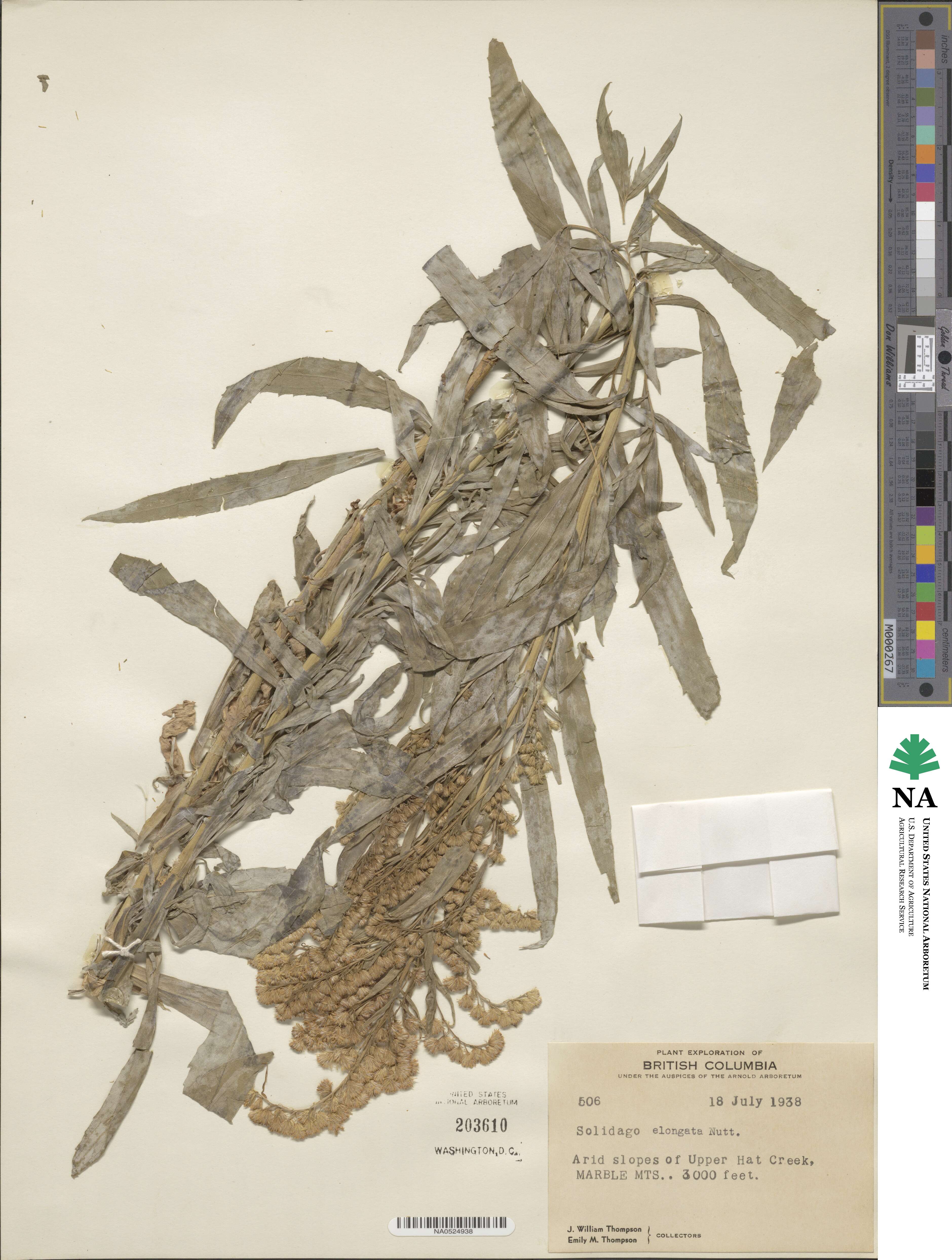Solidago elongata image