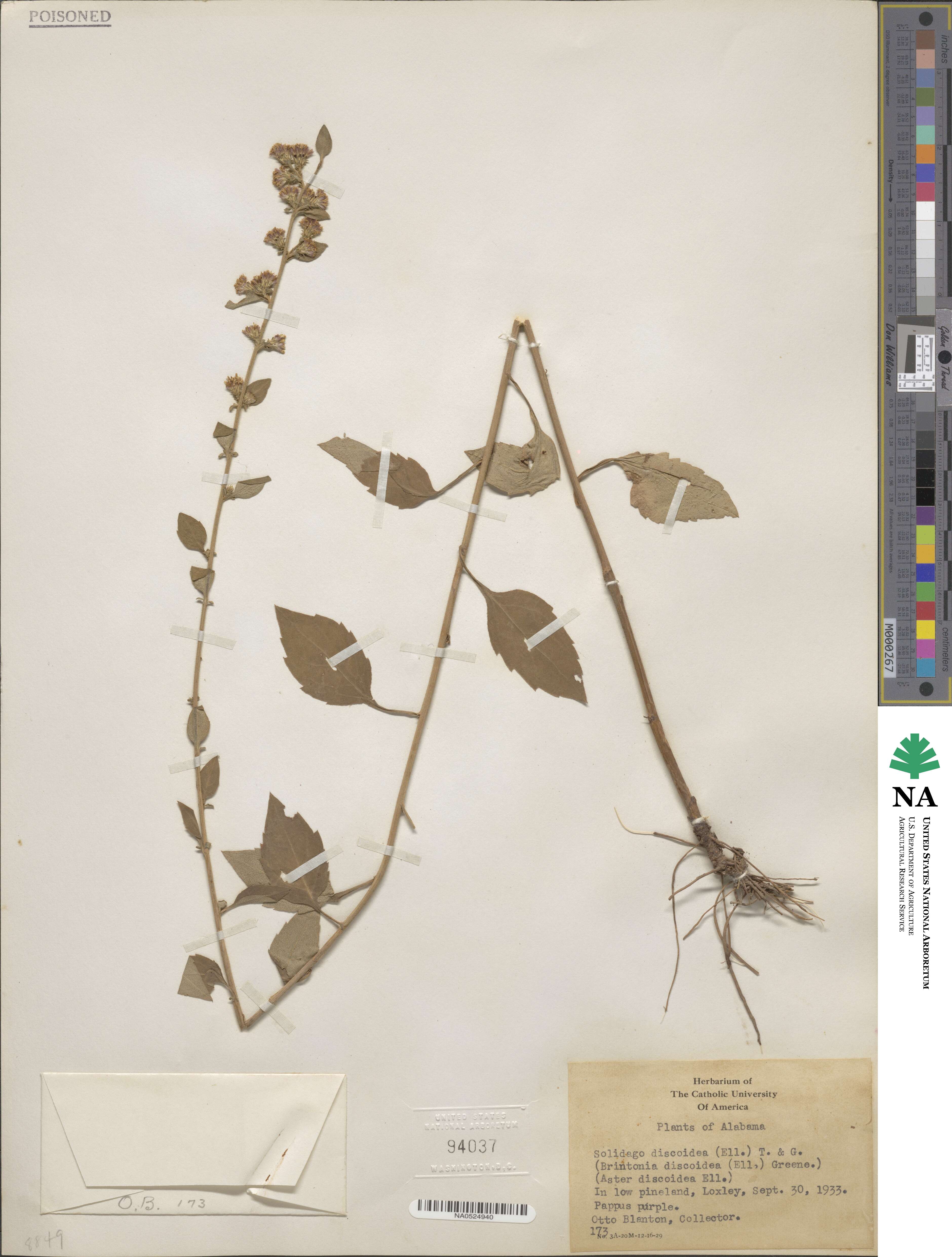 Solidago discoidea image