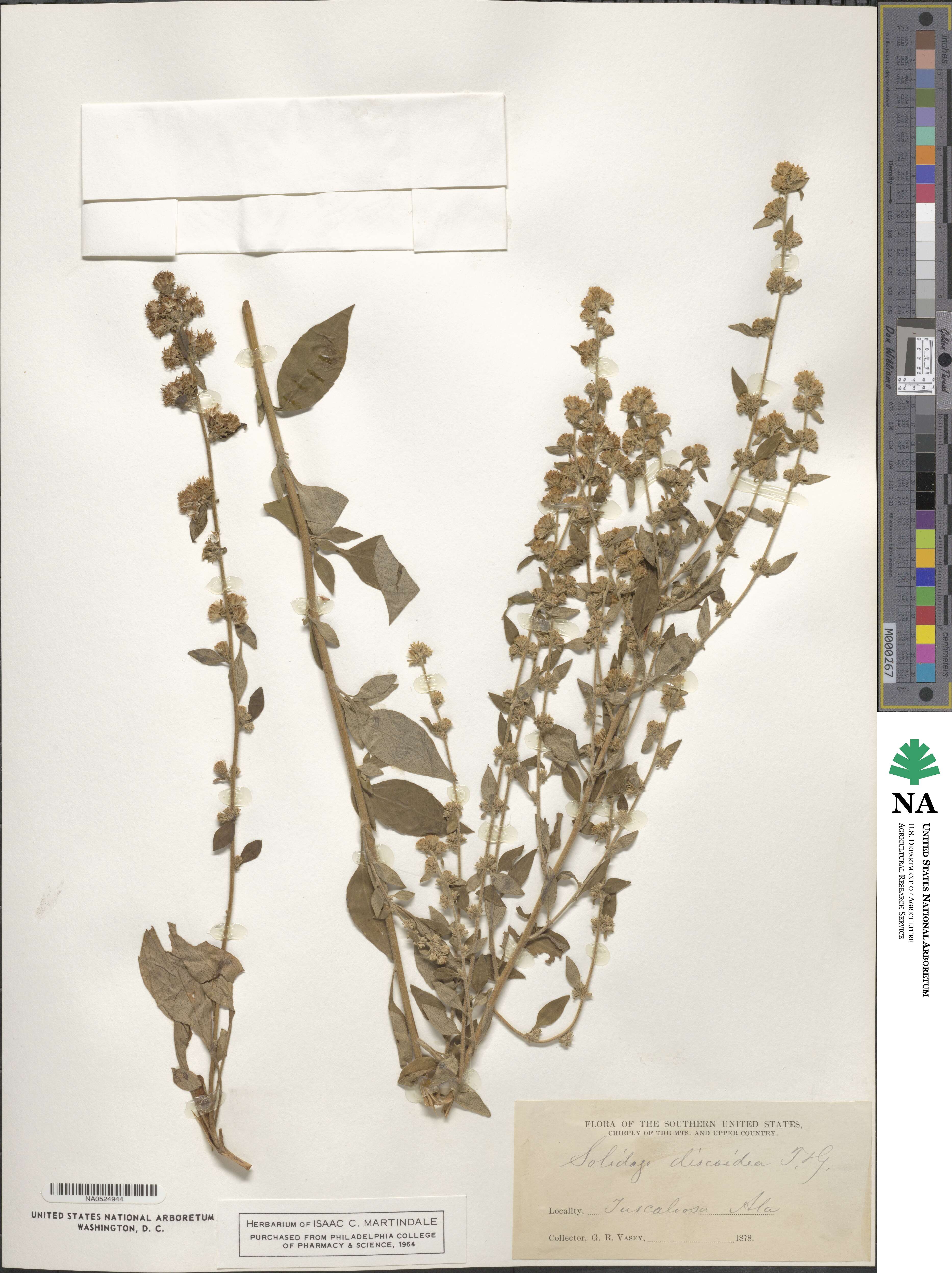 Solidago discoidea image