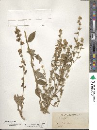 Solidago discoidea image