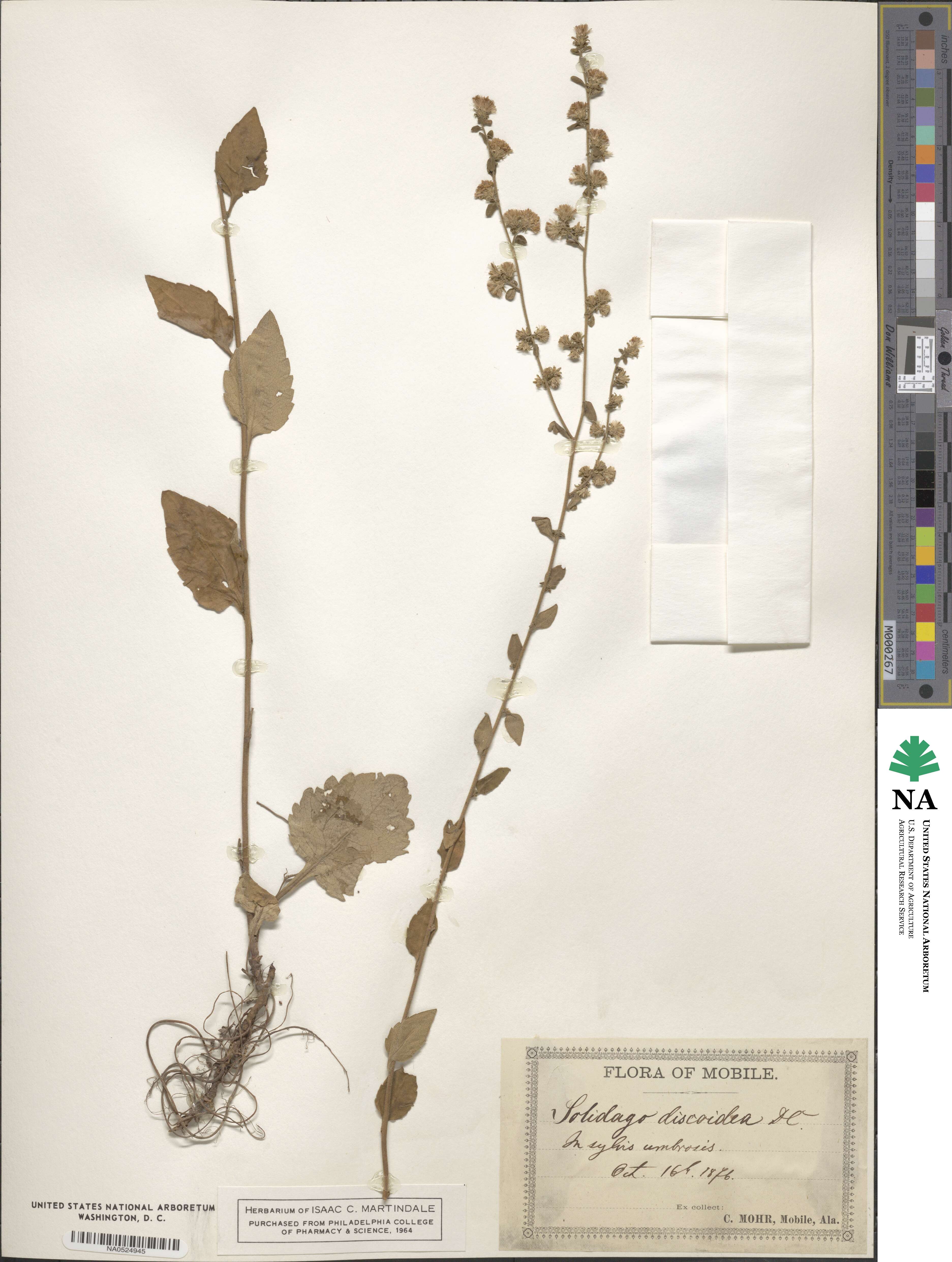 Solidago discoidea image